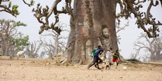 Niños jugando al fútbol bajo un baobab en Senegal.