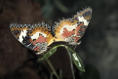 Mariposas unidas por el abdomen.